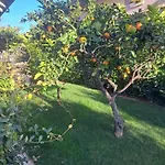 Daphne Experience - Home, Harmony And Garden