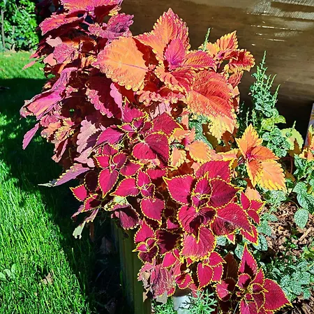 Apartment Daphne Experience *