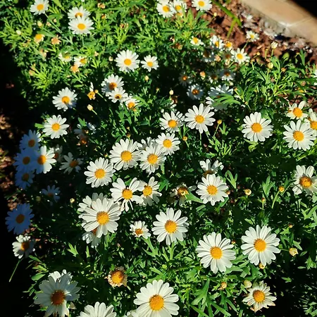 Daphne Experience - Home, Harmony And Garden Apartment