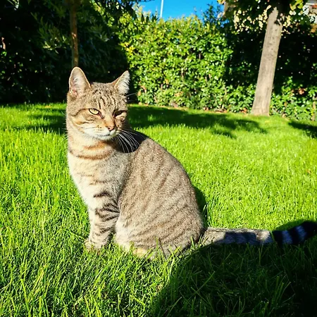 Daphne Experience - Home, Harmony And Garden Apartment *