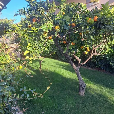 Daphne Experience - Home, Harmony And Garden