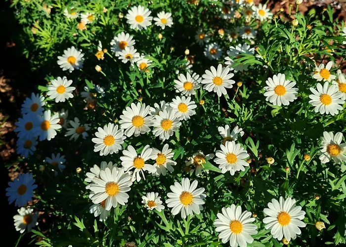 Daphne Experience - Home, Harmony And Garden Διαμέρισμα