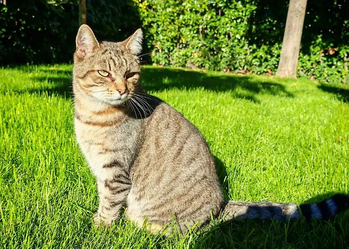 Daphne Experience - Home, Harmony And Garden Apartament *